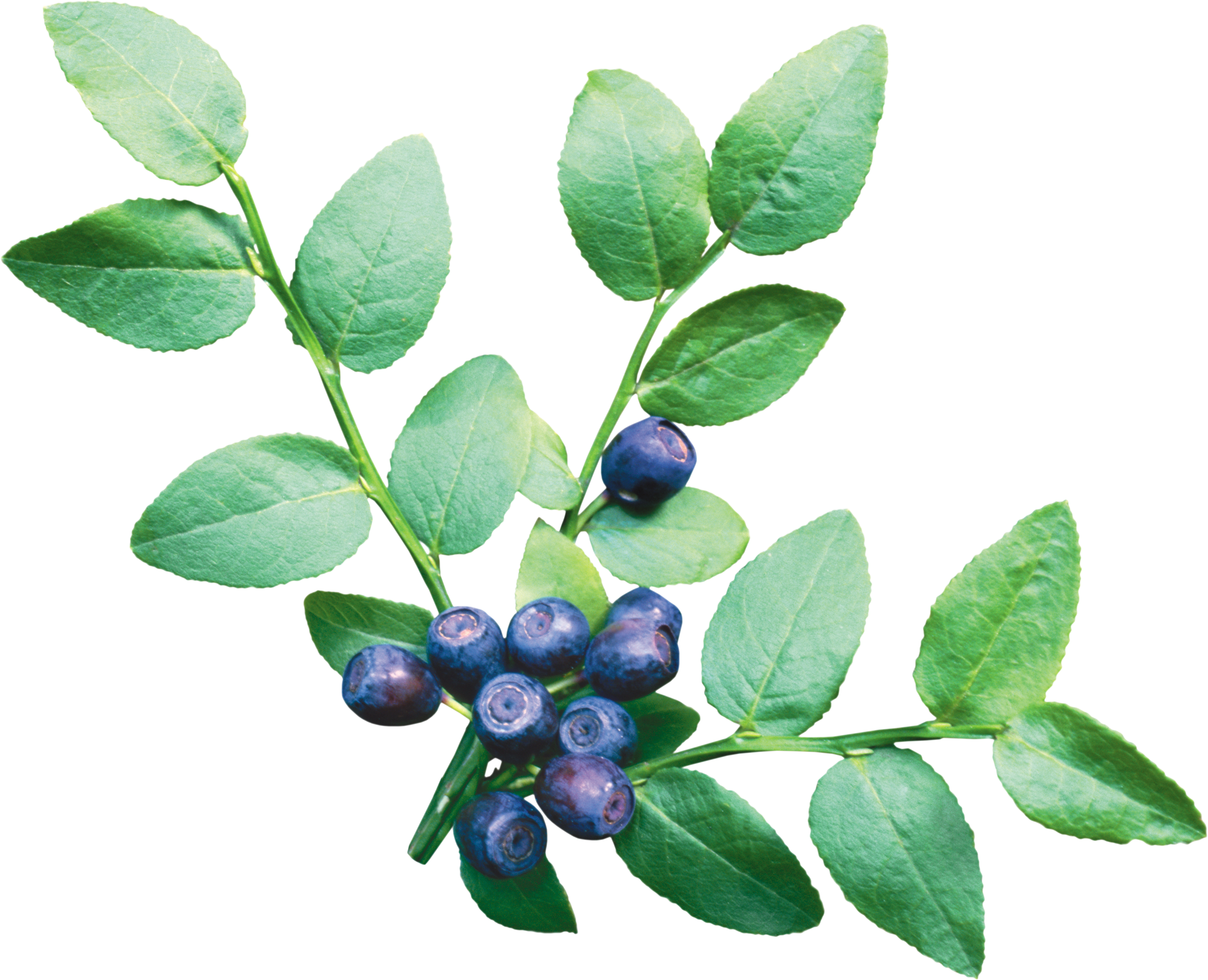 Blueberry PNG Gambar latar belakang