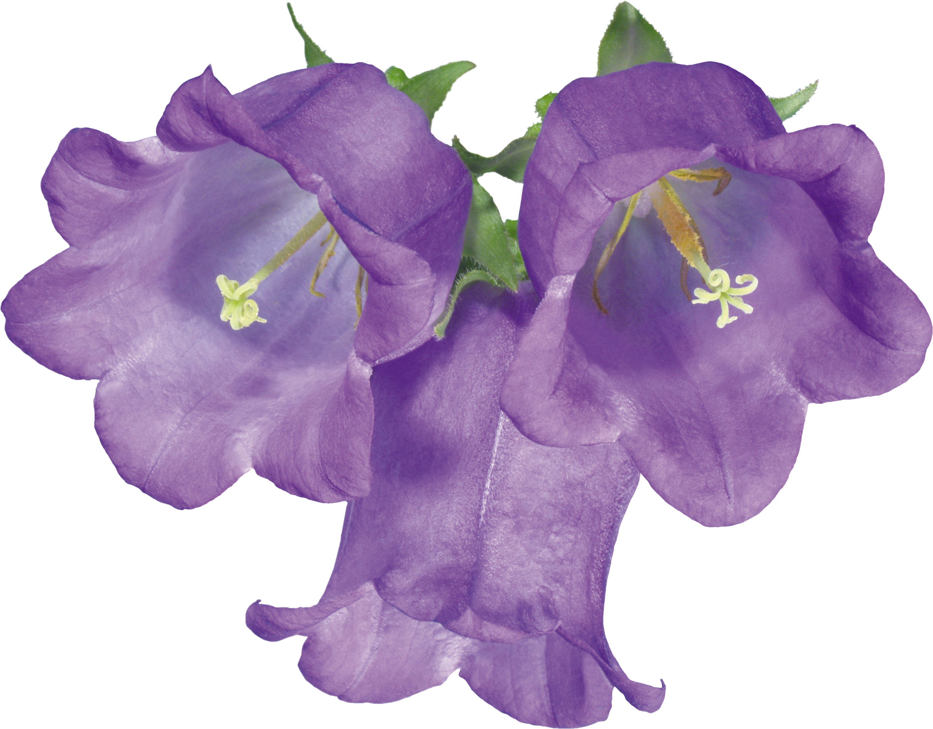 Botanische Bellflower Gratis PNG-Afbeelding