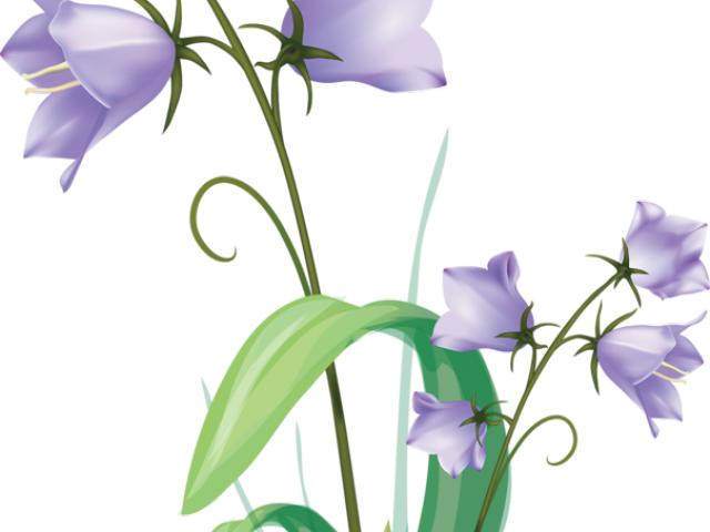 Botanical Bellflower PNG High-Quality Image