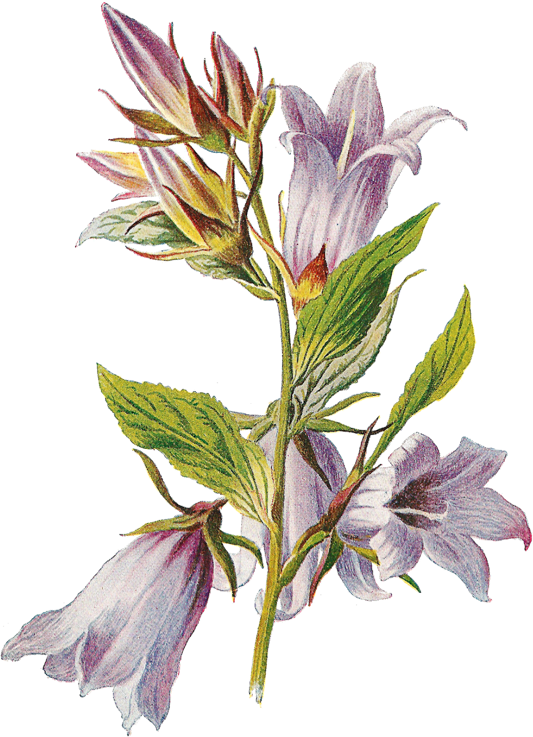 Botanischer Glockenblumen-PNG-Bildhintergrund