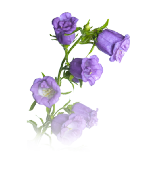 Botanical Bellflower PNG Image