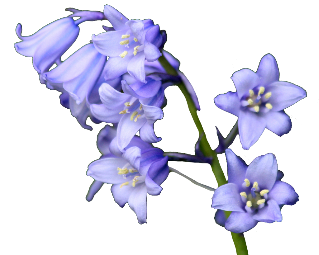 Botanisches Glockenflower-transparentes Bild