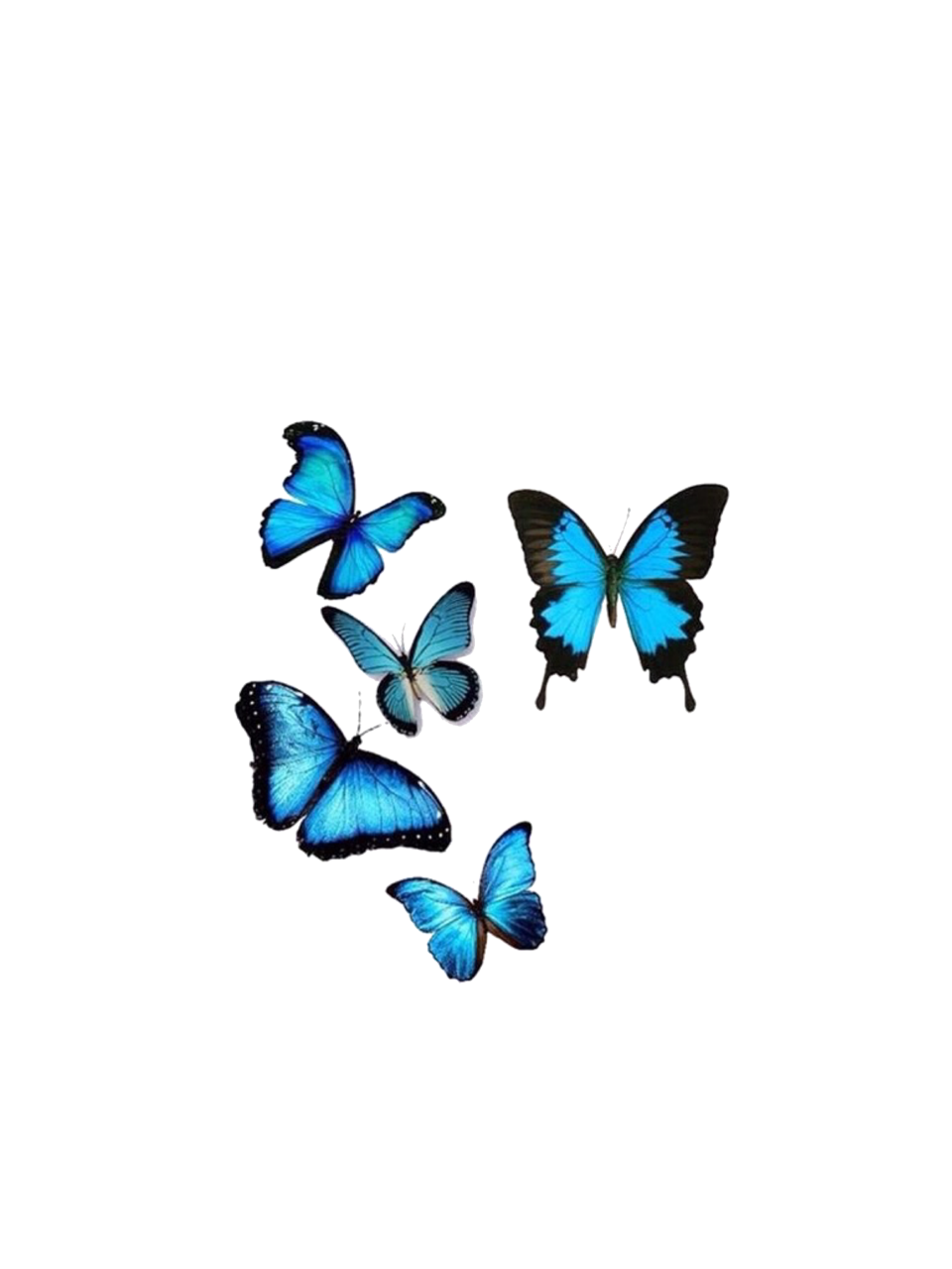 Ботанические голубые бабочки PNG фото