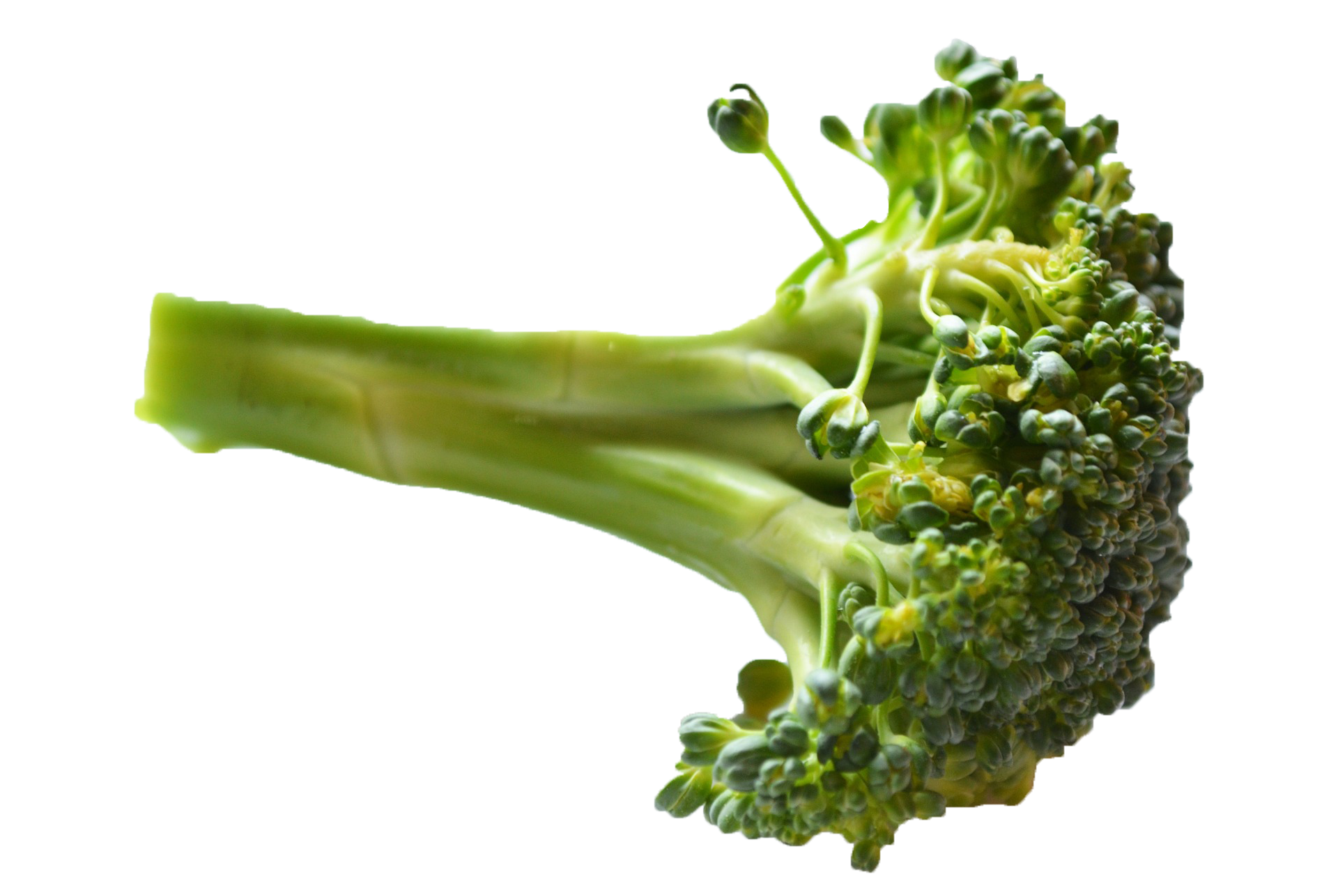 Broccoli Gratis PNG-Afbeelding