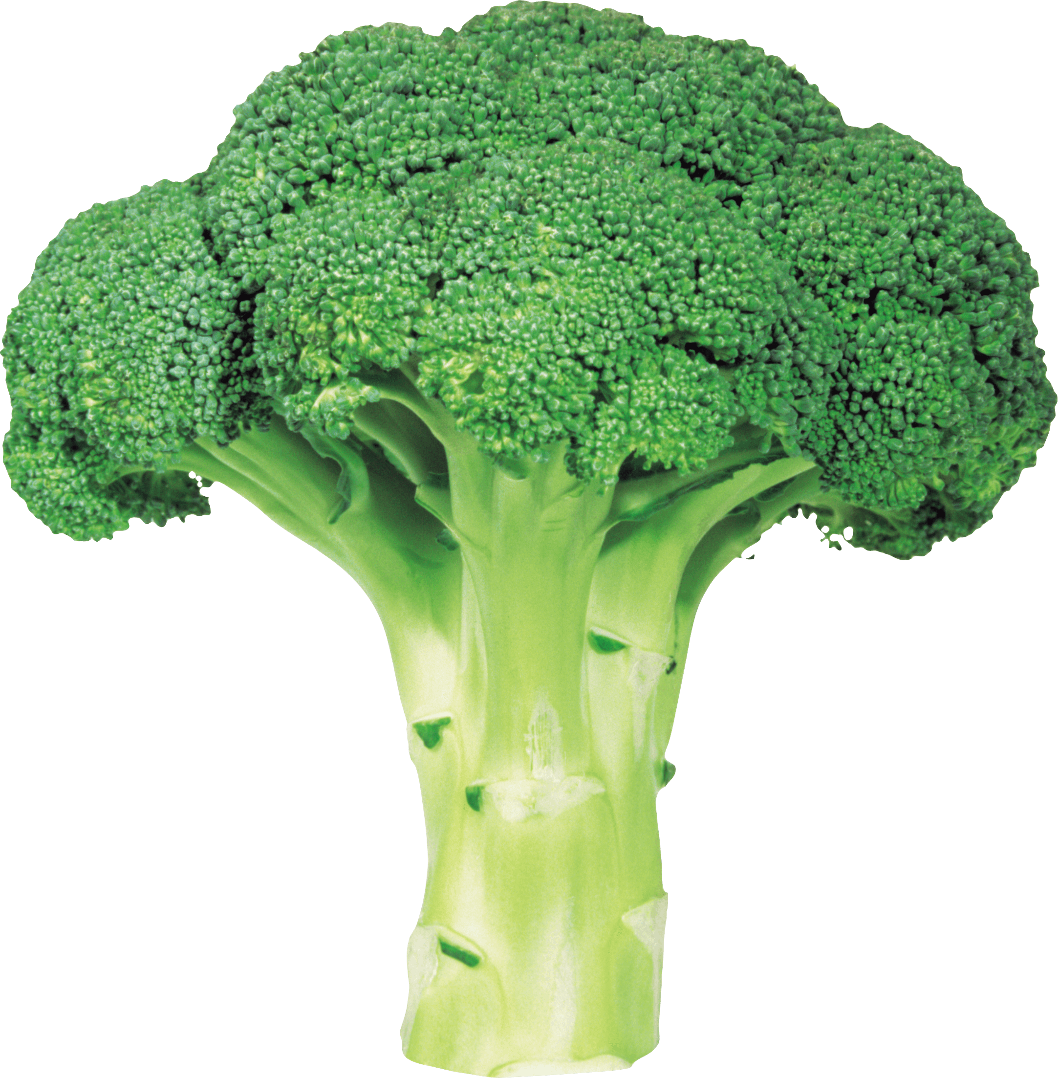Broccoli PNG Transparant Beeld