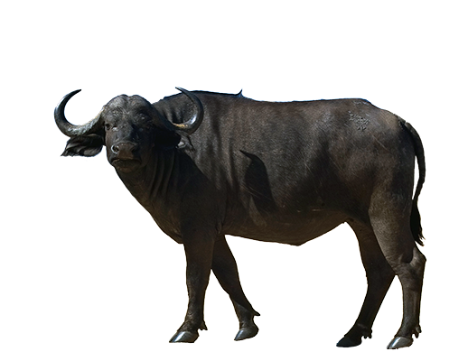 Buffalo Transparent Image