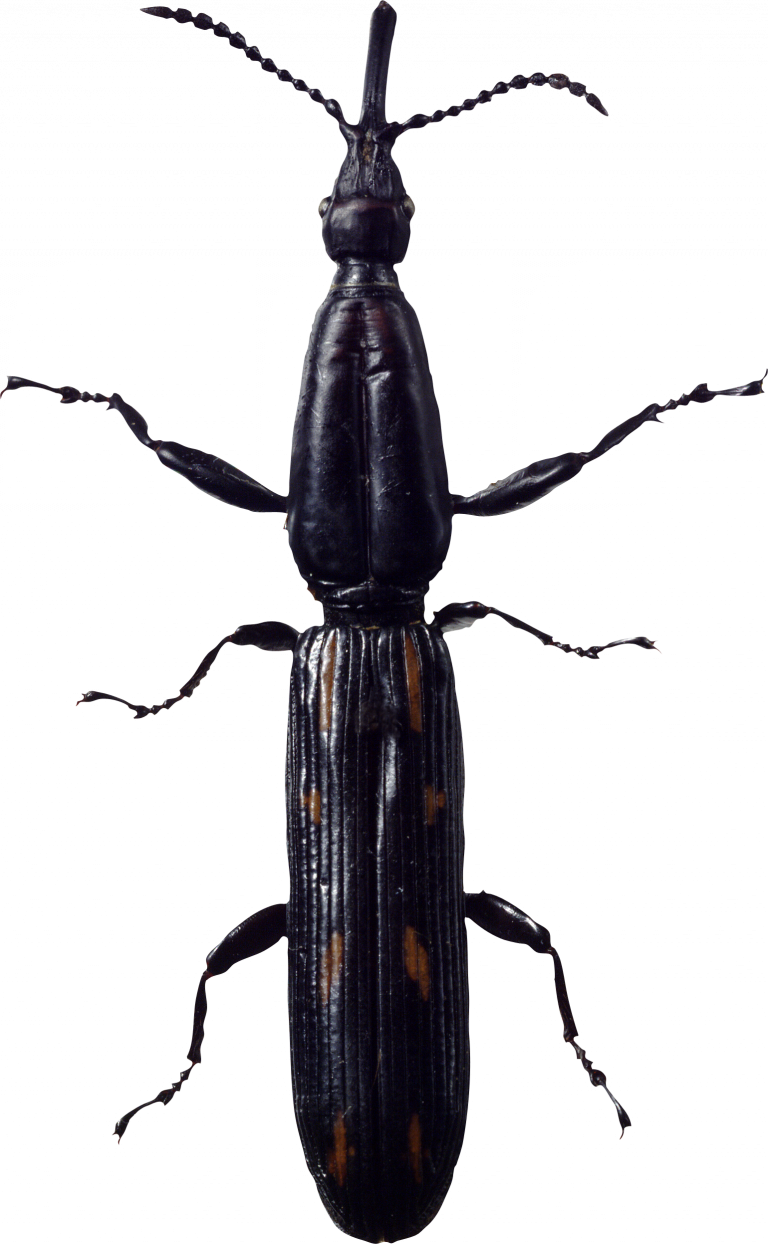 Bugs Insect Free PNG Image