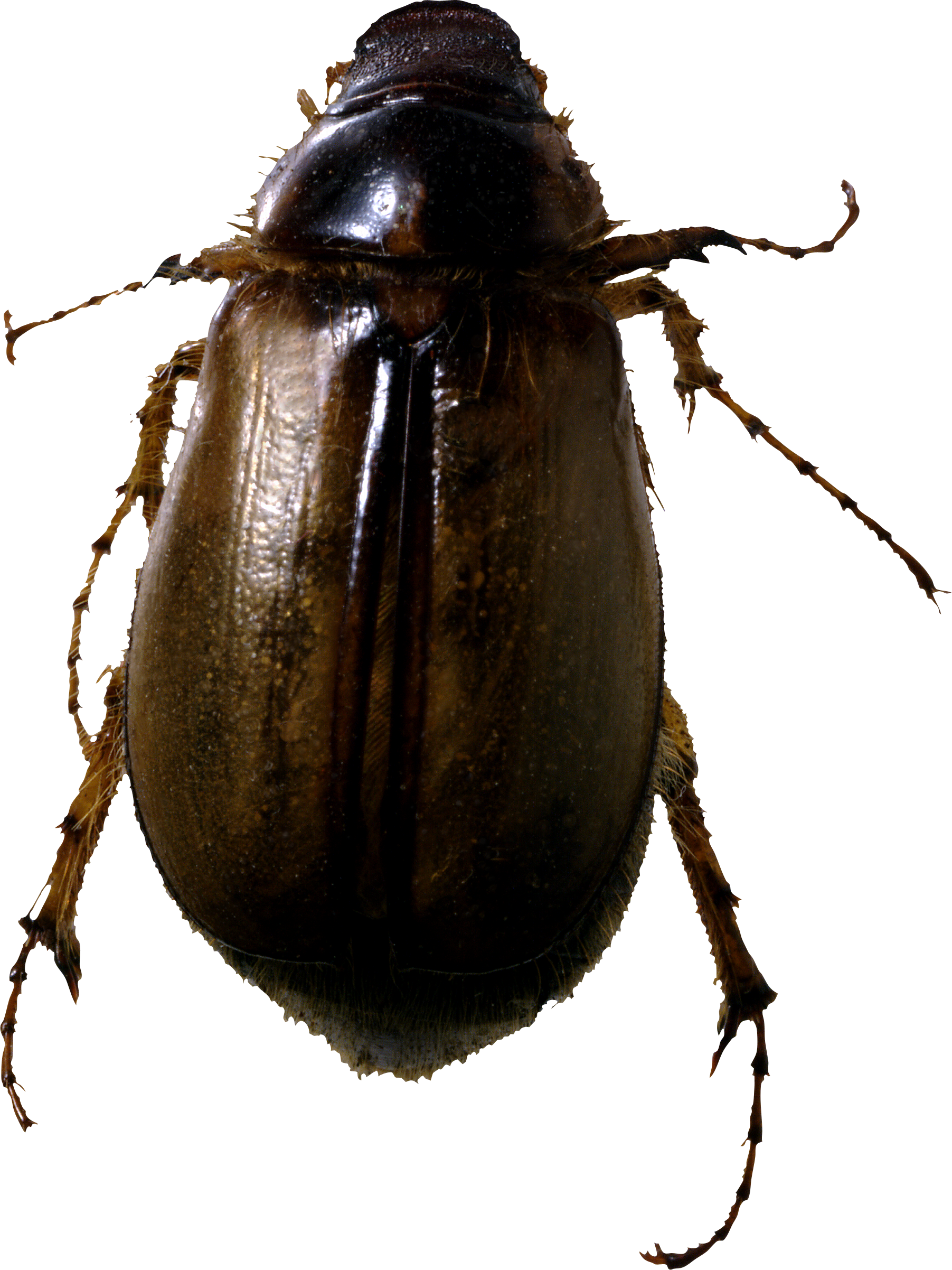 Bugs Insect PNG High-Quality Image