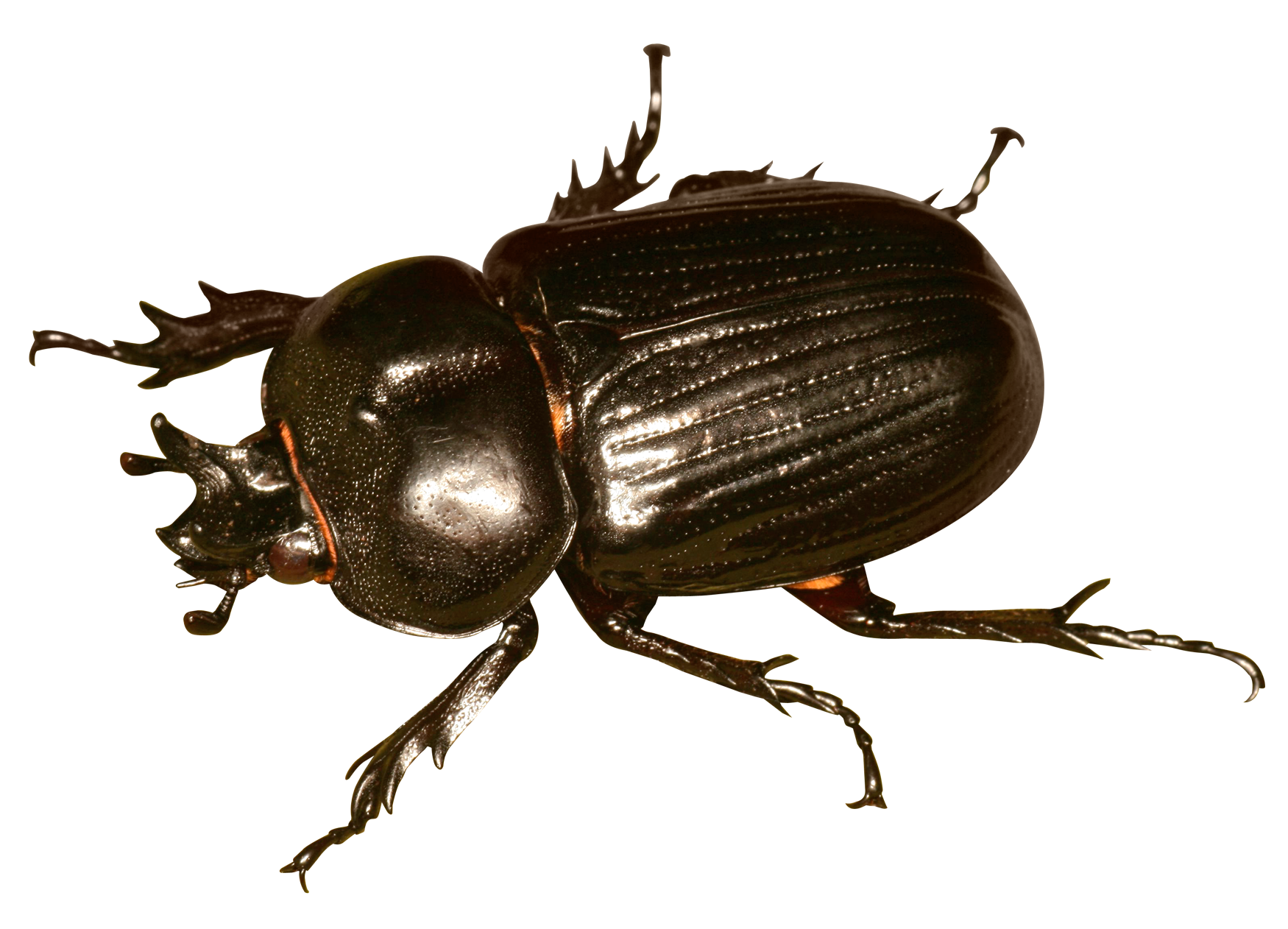 Bug serangga PNG Gambar latar belakang