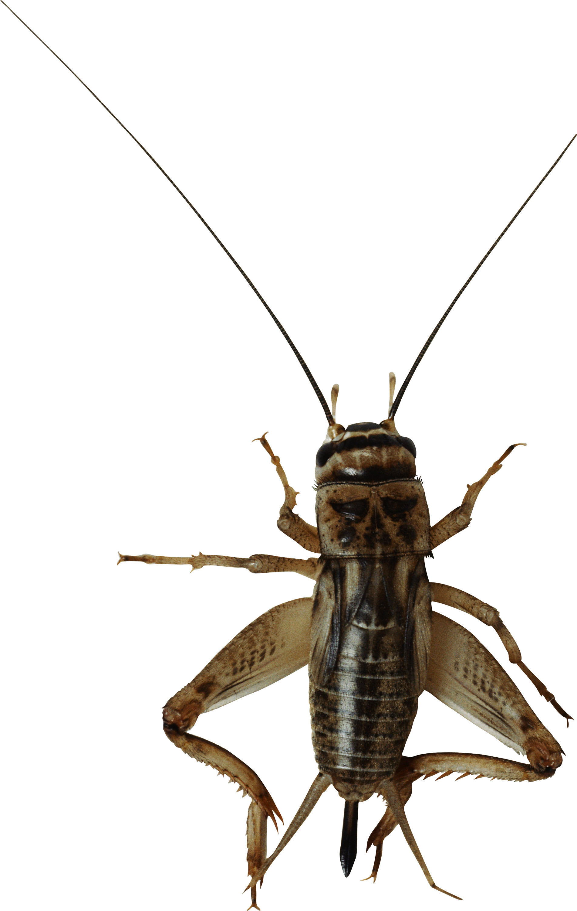 Bugs serangga Gambar PNG