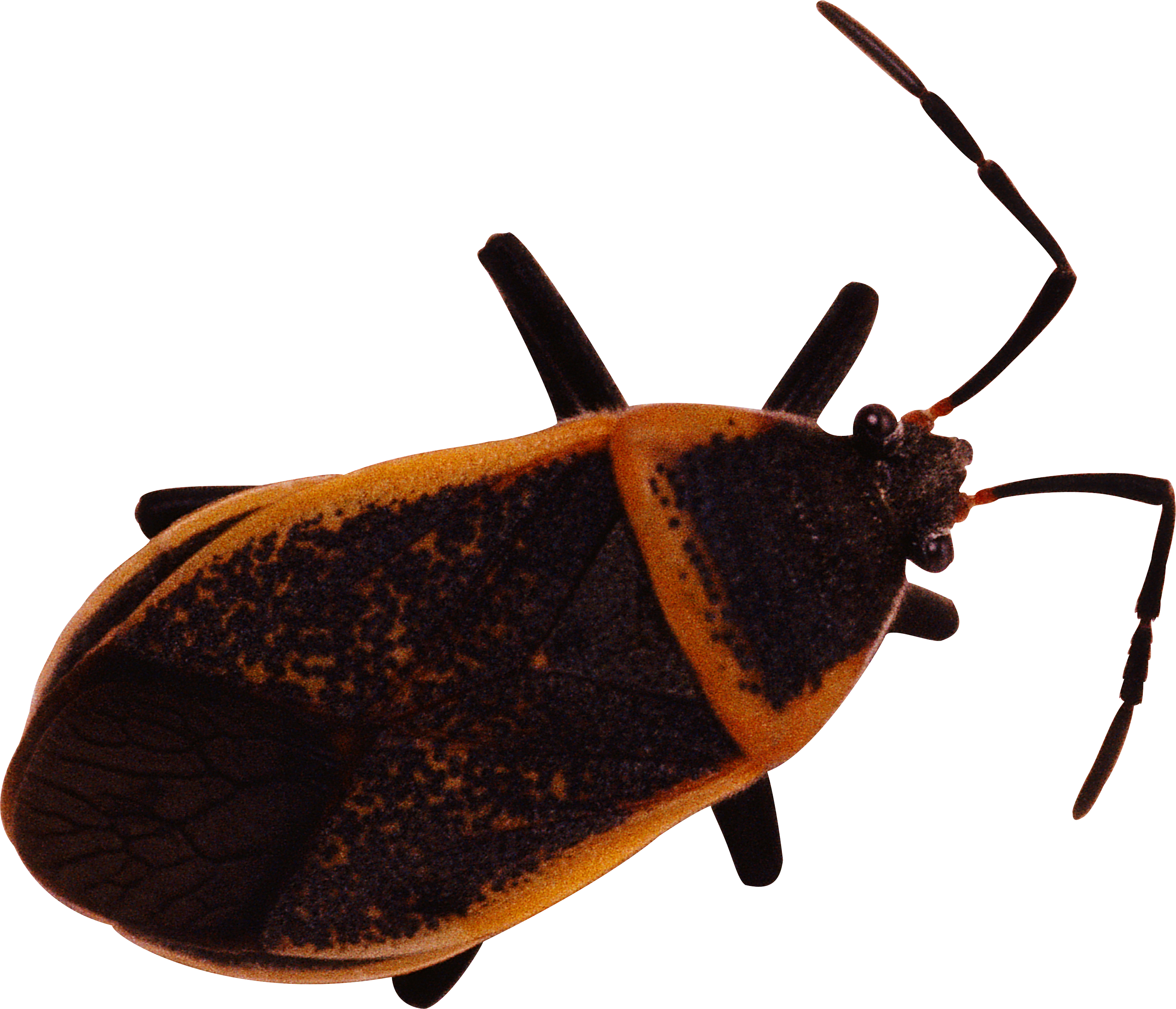 البق الحشرات PNG الموافقة المسبقة عن علم