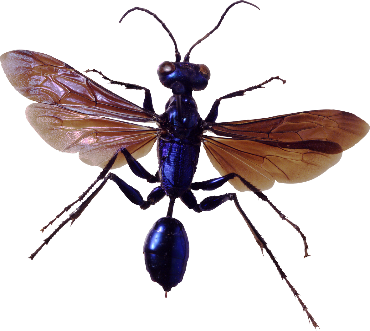 Bugs PNG Free Download
