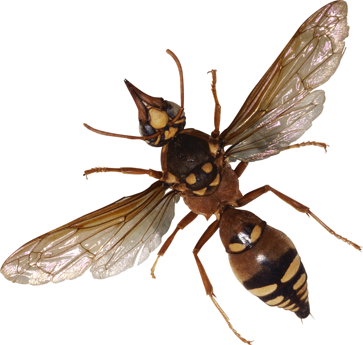 Bugs PNG Image