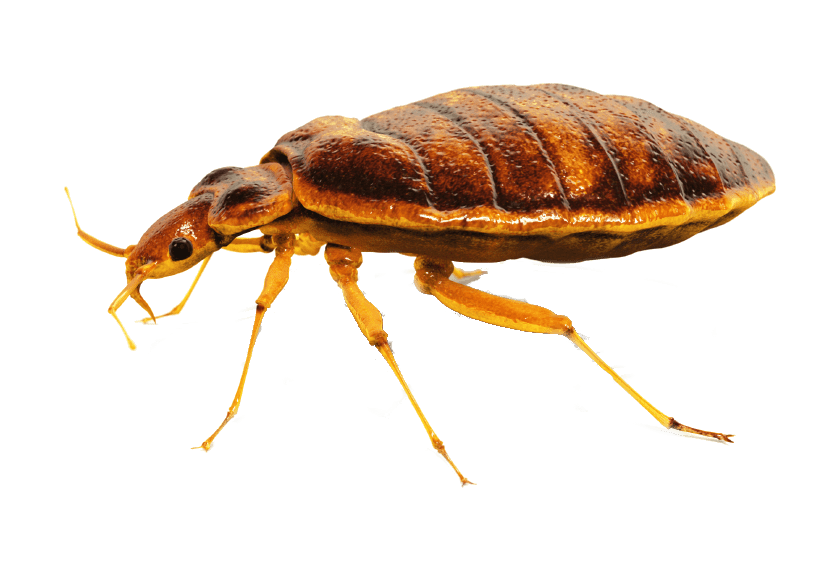 Bugs PNG Photo