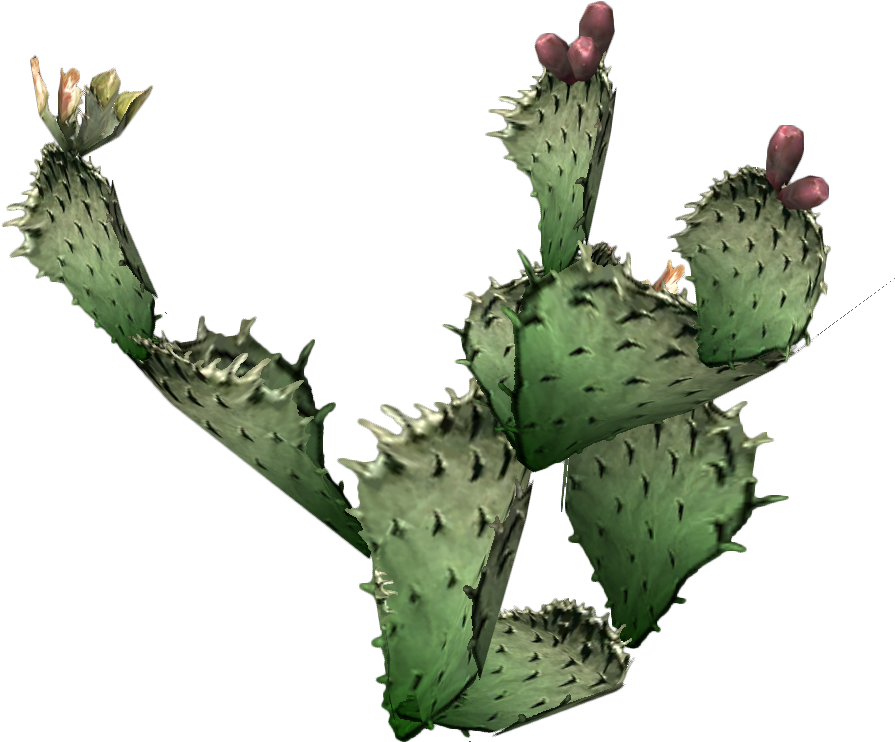 Cactus prikkel PNG Afbeelding achtergrond