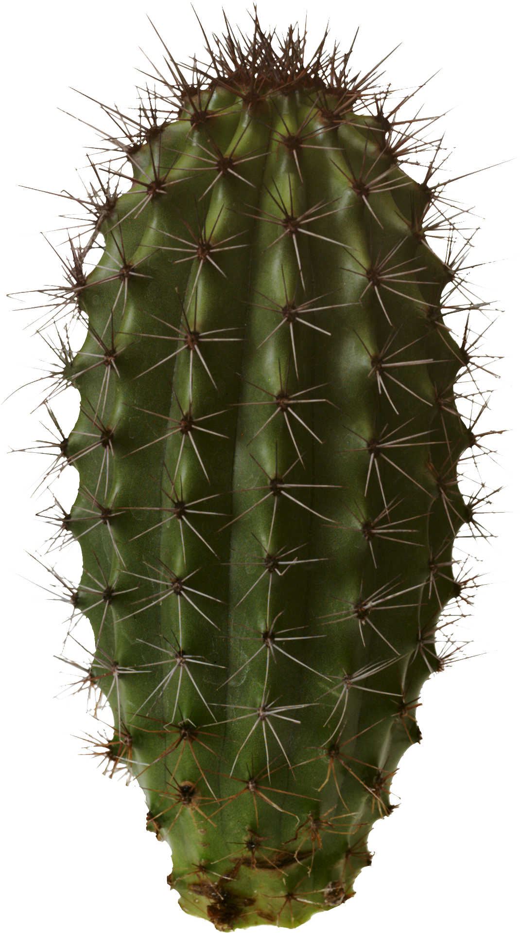 Cactus prikkel PNG-Afbeelding
