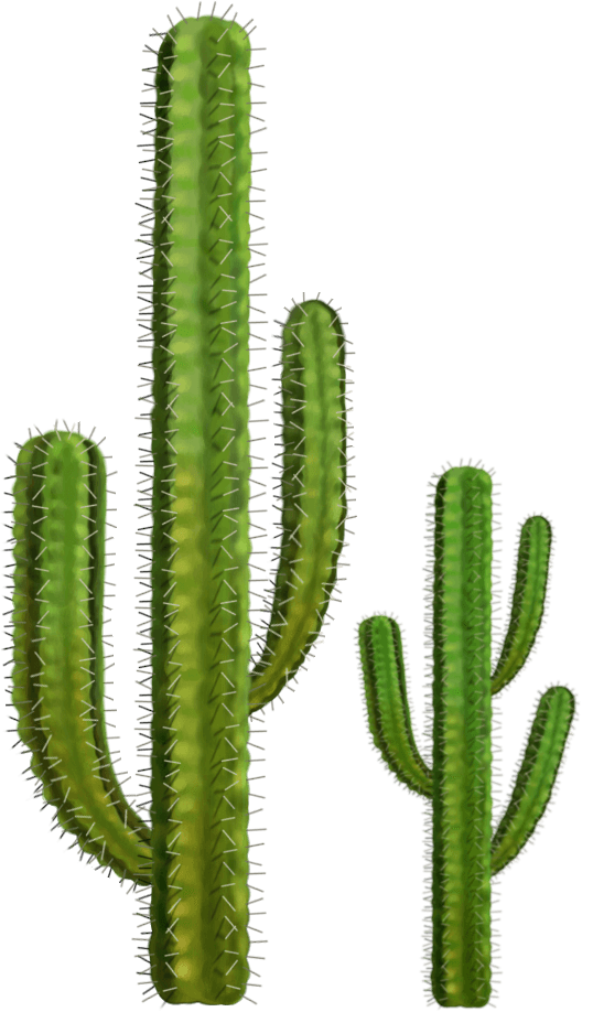 Cactus prikkel PNG Transparant Beeld