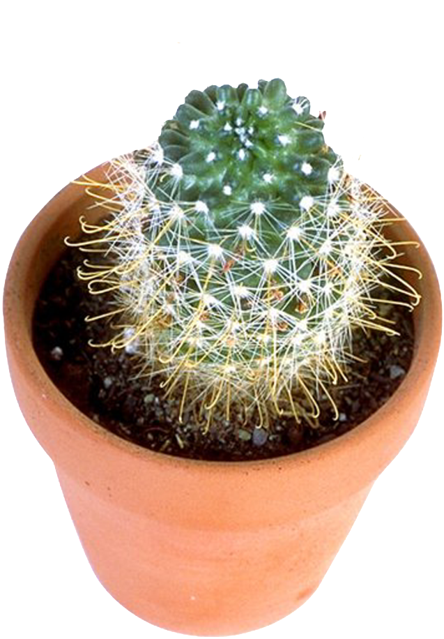 Cactus prikkel Transparant Beeld