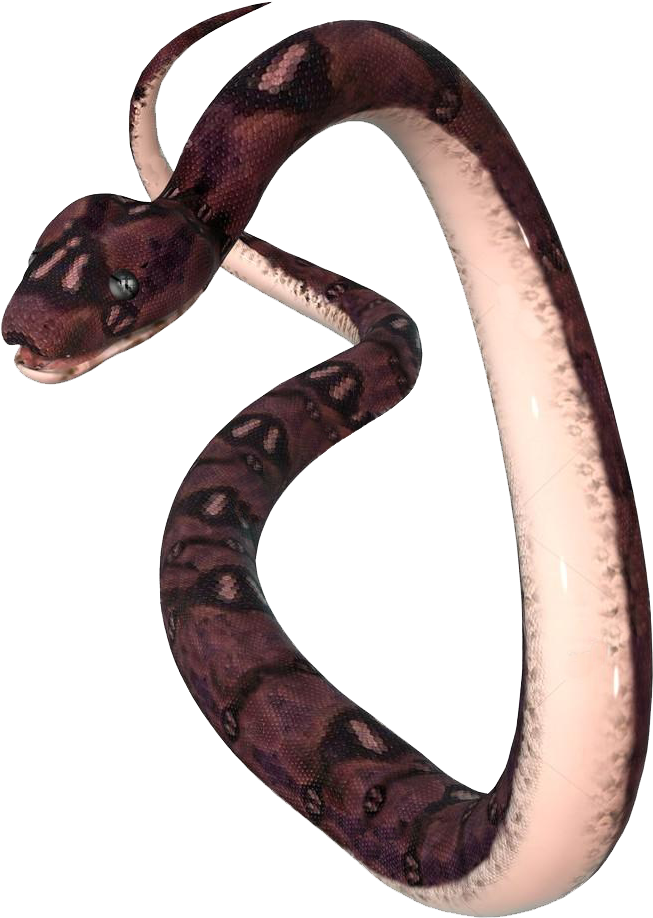 Gambar PNG Gratis anaconda umum