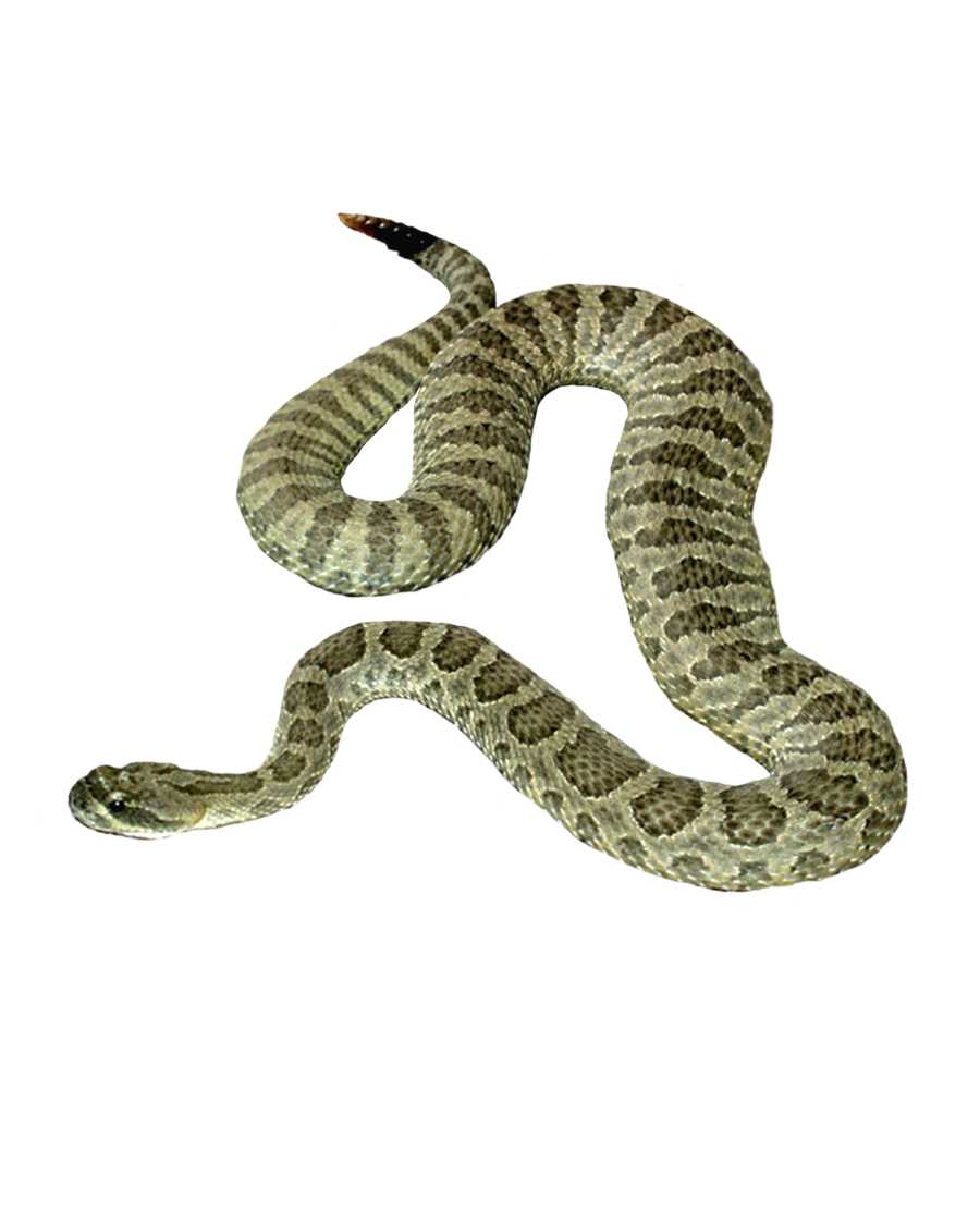 Common Anaconda PNG Free Download