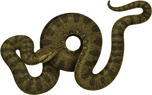 Gemeenschappelijke anaconda PNG hoogwaardige Afbeelding