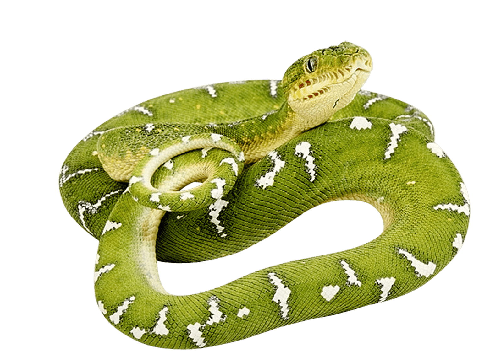 Fond de limage anaconda commune