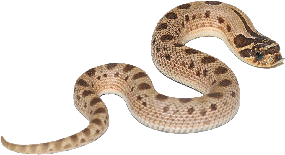 Common Anaconda PNG Image