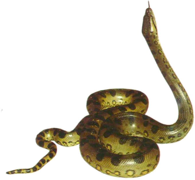 일반적인 Anaconda PNG 사진