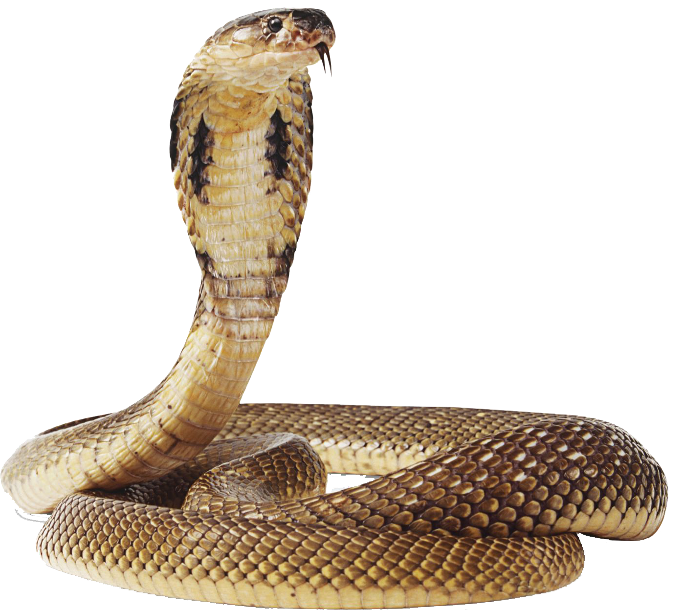 Common Anaconda PNG Transparent Image