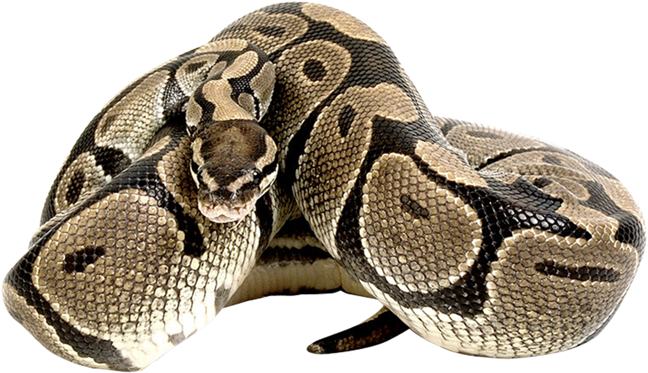 Imagen Transparente de Anaconda común