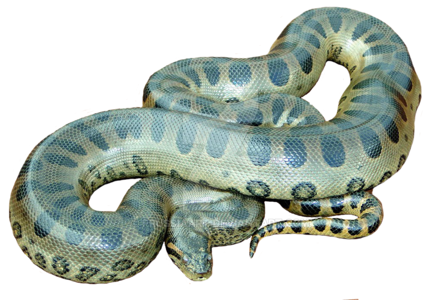 일반적인 Anaconda 투명한 이미지