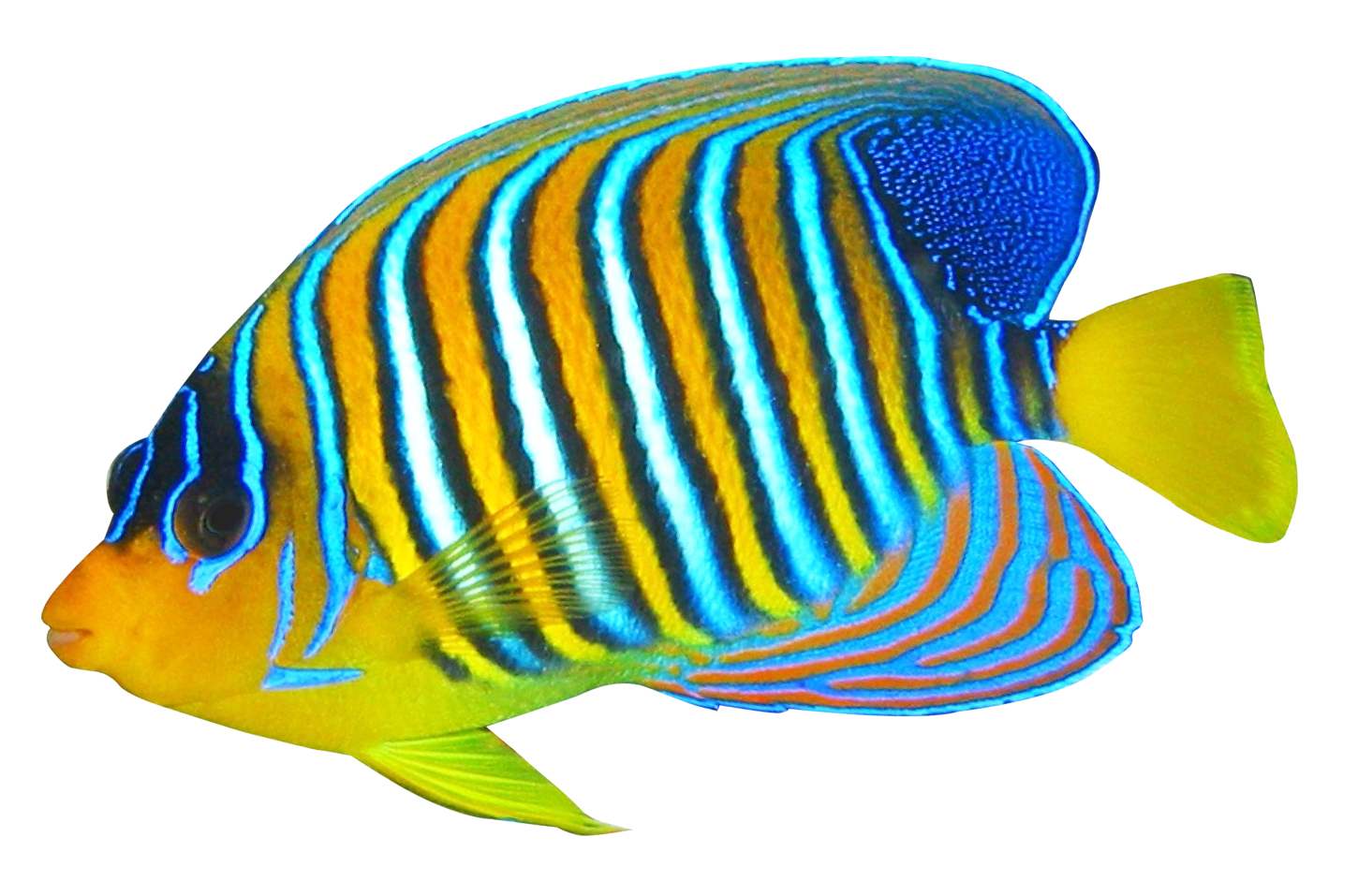 Koraal angelfish PNG hoogwaardige Afbeelding