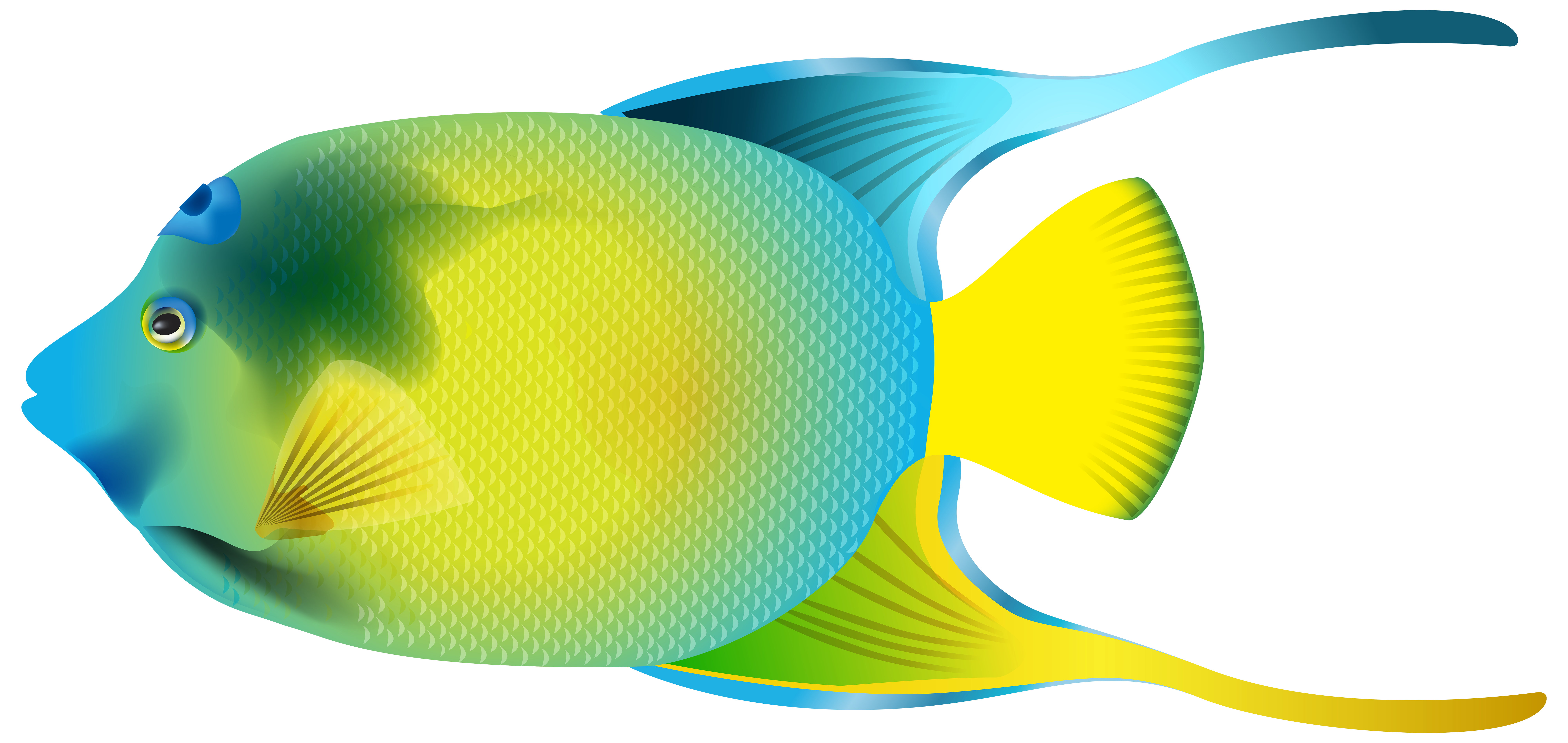 Coral Angelfish PNG Image Background