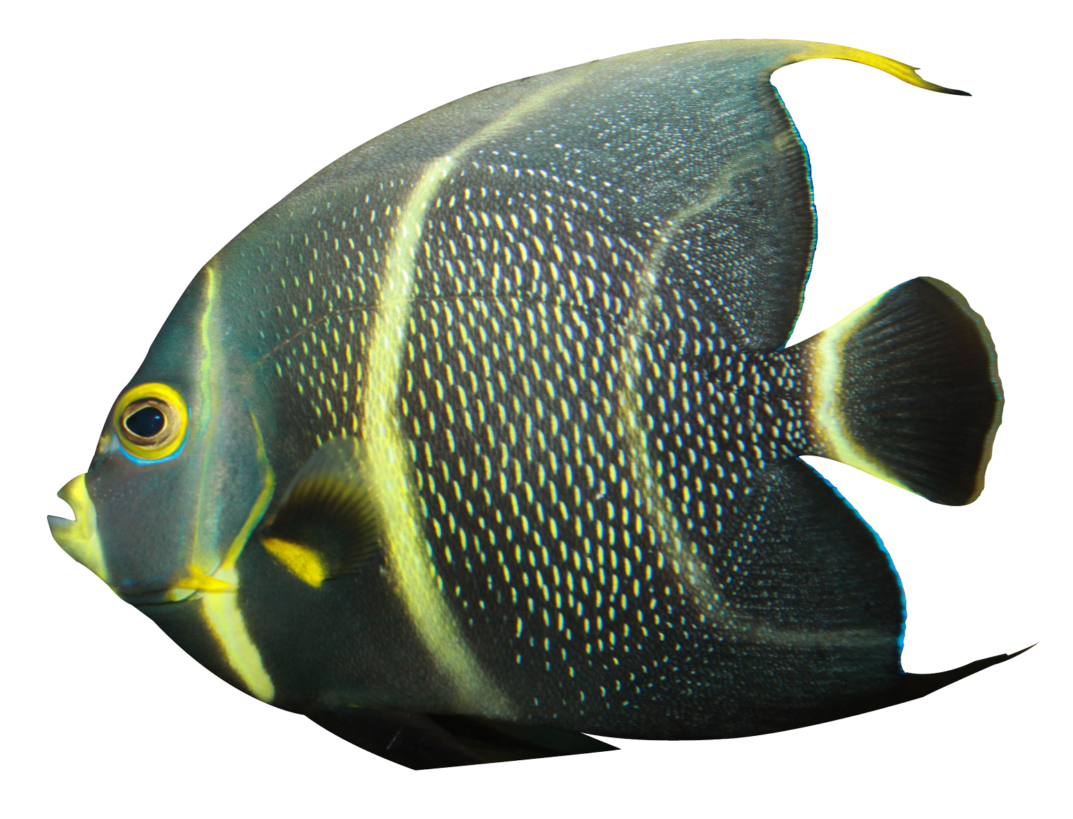Koraal angelfish PNG Beeld