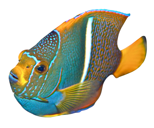 Koraal angelfish PNG Foto