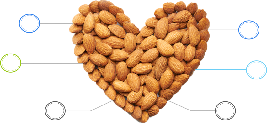 Dry Almond PNG Unduh Gratis