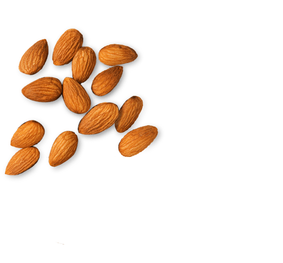 Gambar almond kering PNG berkualitas tinggi