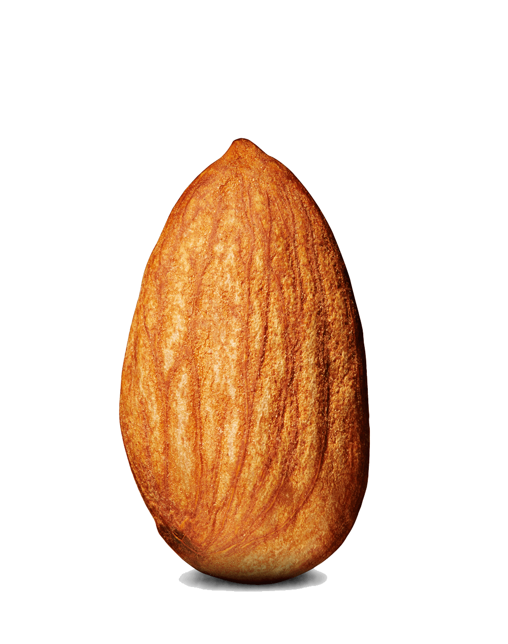Gambar PNG almond kering