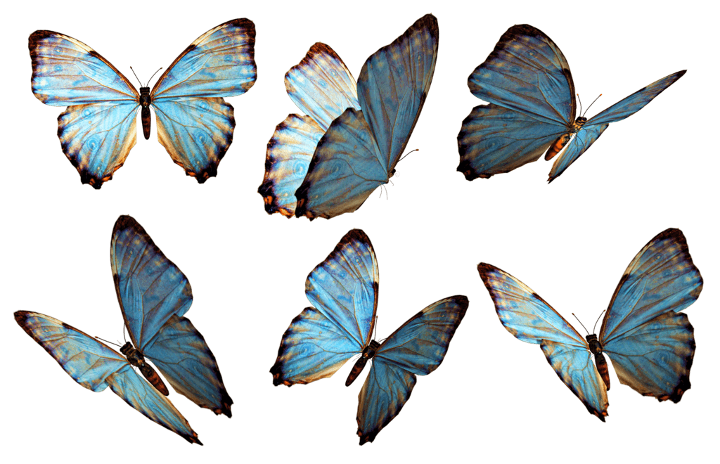 Fliegende blaue Schmetterlinge PNG-Bild