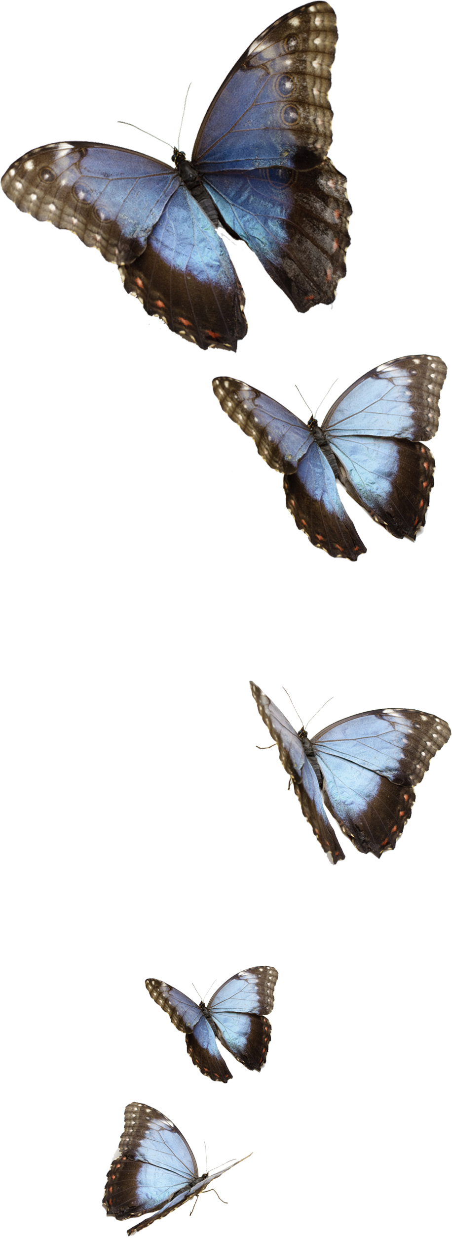 Flying Blue Butterflies PNG Transparent Image