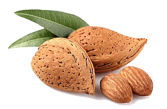 Gambar PNG Gratis almond segar