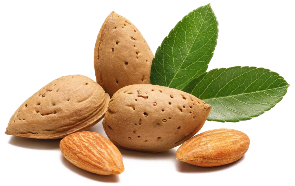 Gambar almond segar PNG Transparan