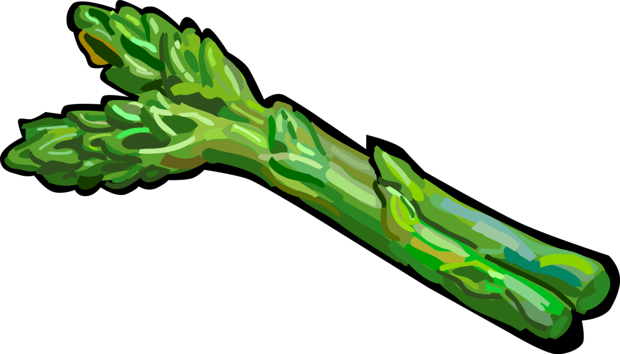 Gambar asparagus segar PNG berkualitas tinggi