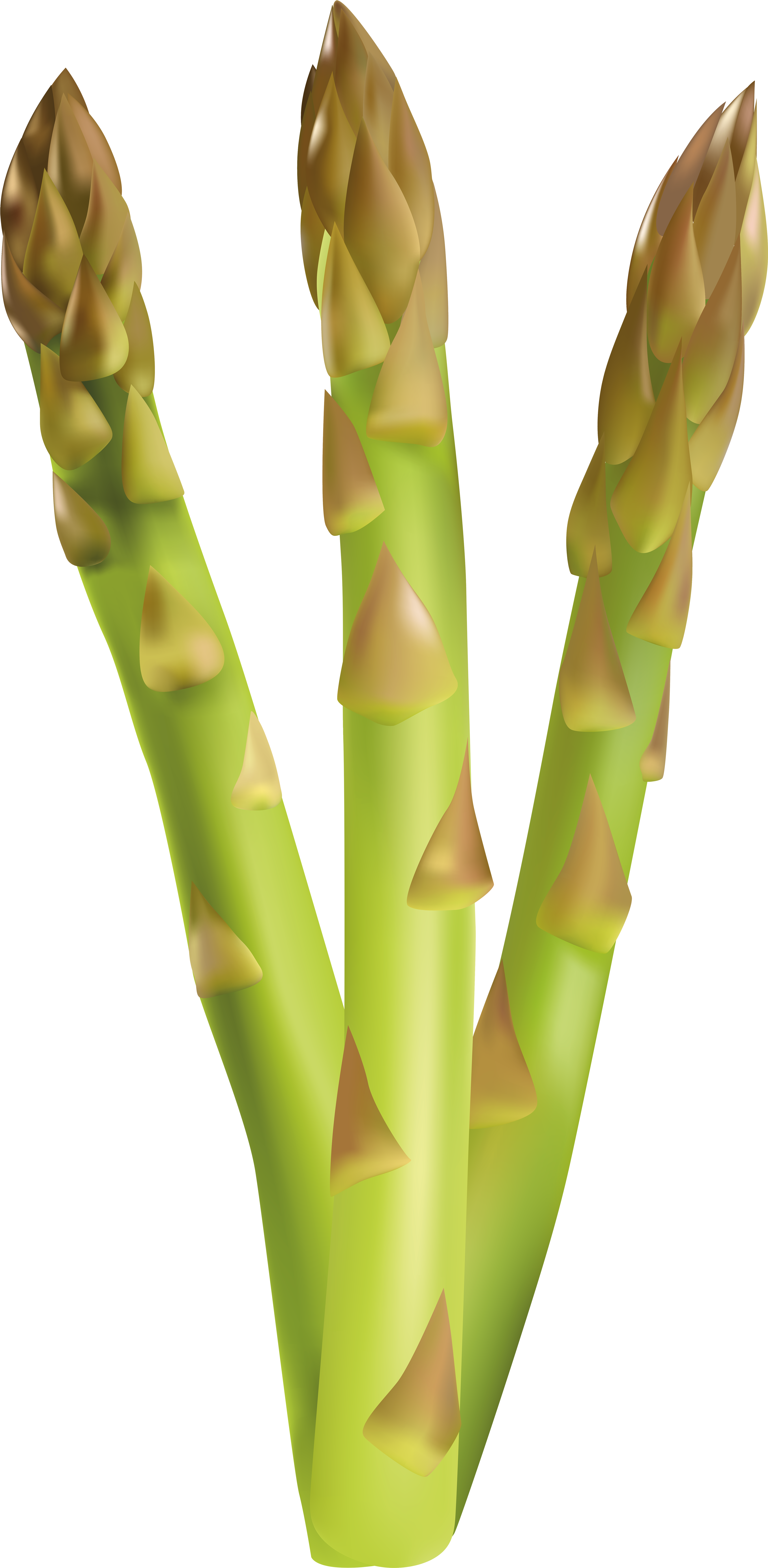 Fresh Asparagus PNG Image Background