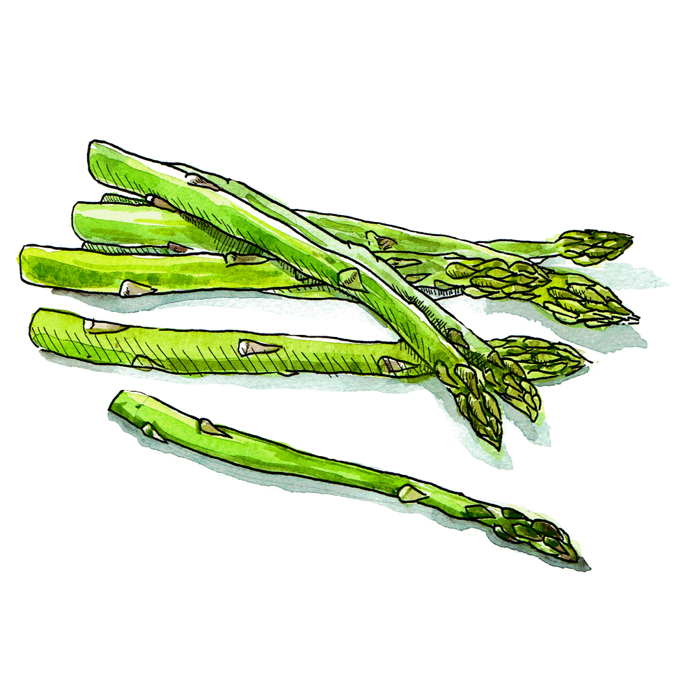 Gambar PNG asparagus segar