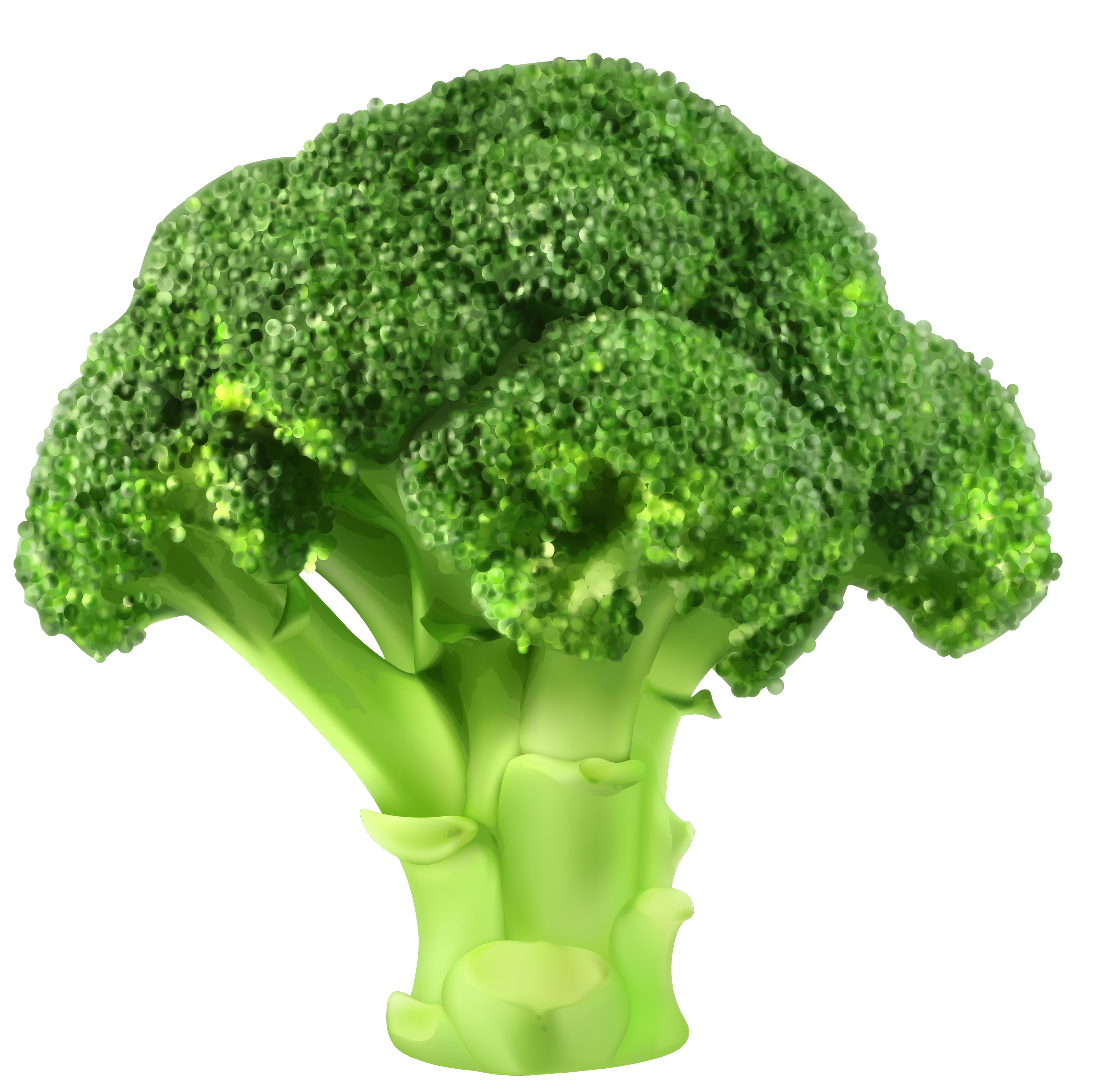 Immagine Trasparente del PNG dei broccoli freschi