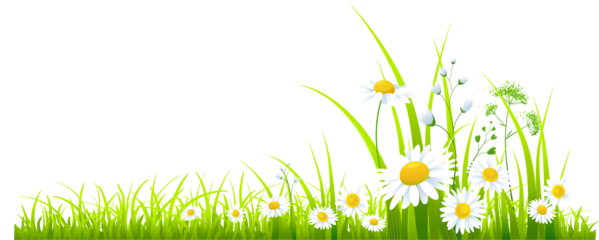 Grass Meadow PNG High-Quality Image