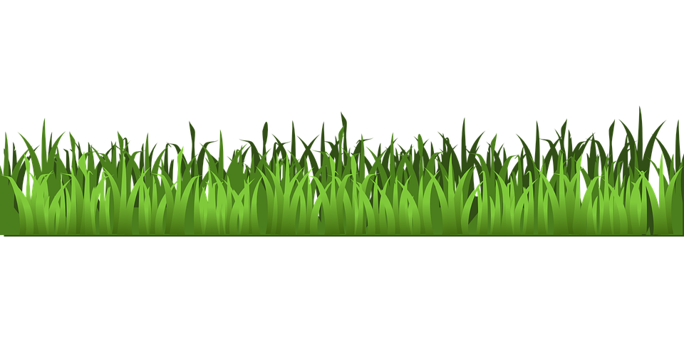 Grass Meadow PNG Image