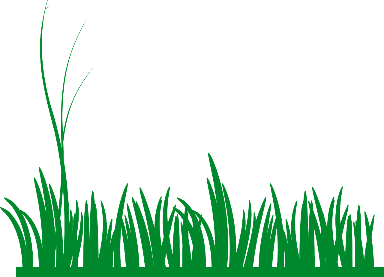 Grass Meadow PNG Photo
