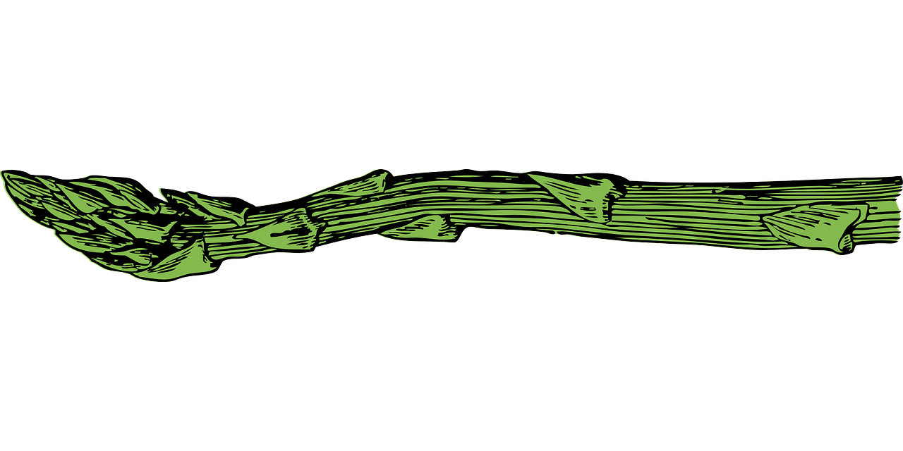 Gambar asparagus hijau PNG berkualitas tinggi